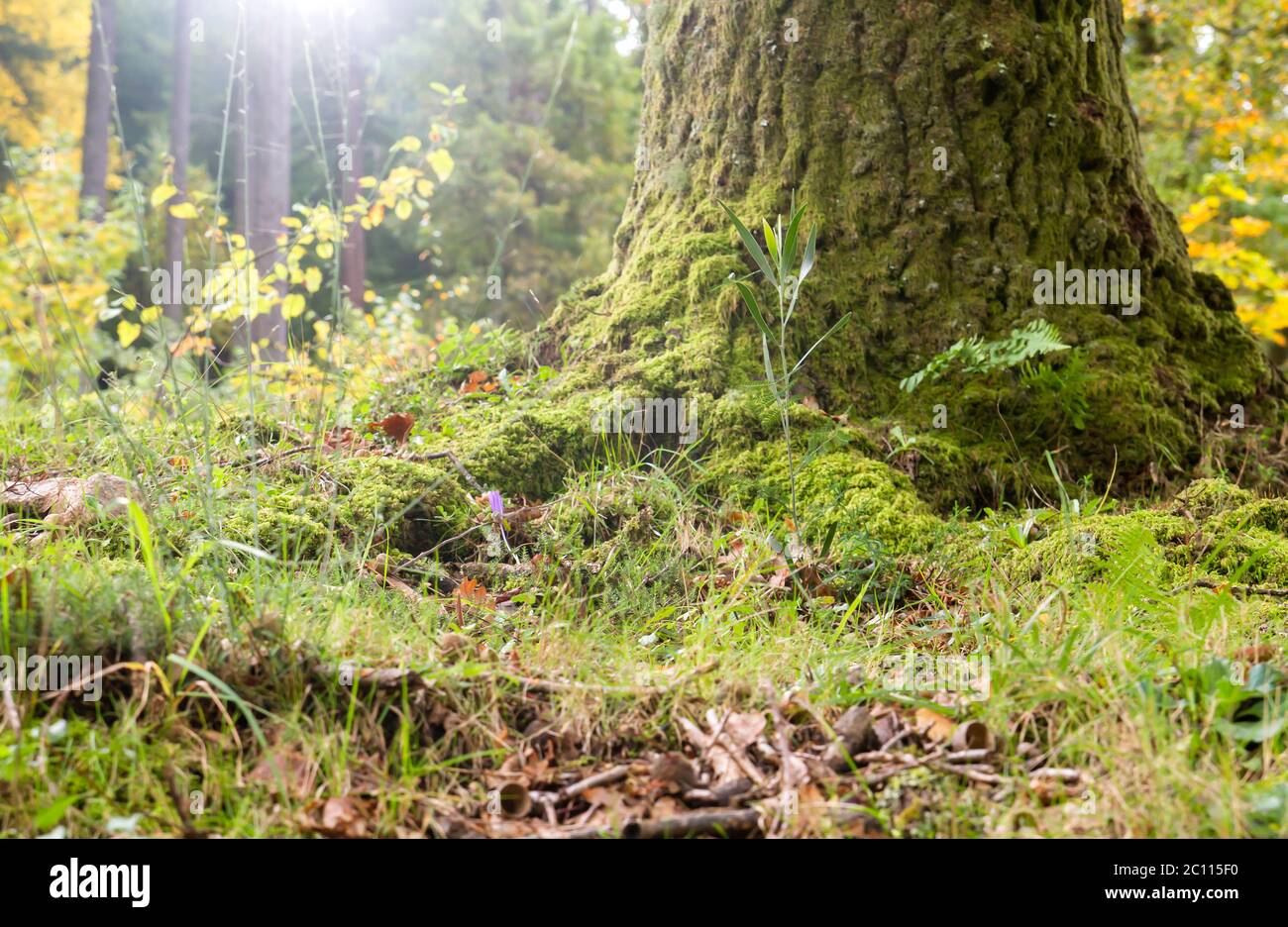 Musgo verde y pastos silvestres en el bosque otoñal Foto de stock