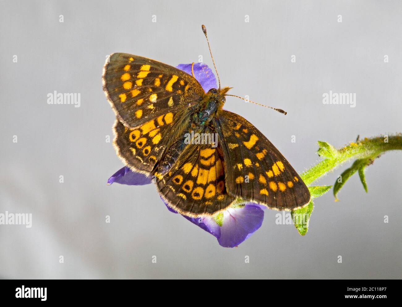 Retrato del lado dorsal de una mariposa de campo Crescent, Phyciodes pulchella, buscando néctar en una flor salvaje en las montañas Cascade de Oregon Foto de stock