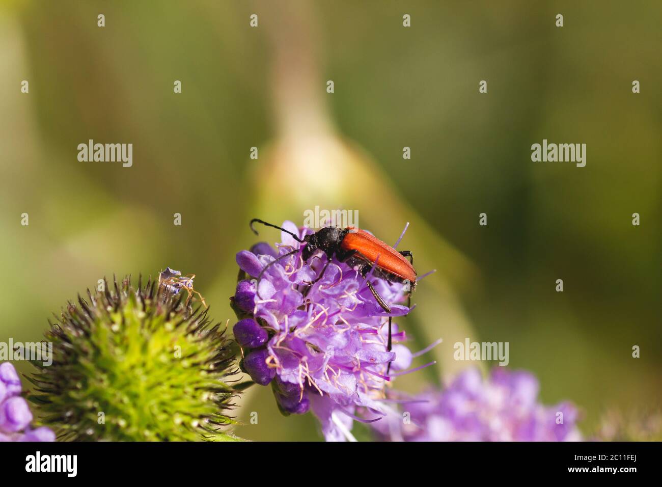 Escarabajo rojo en las flores silvestres de ajo púrpura Foto de stock