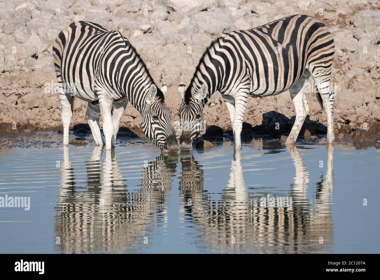 Dos cebra de Burchell o cebra de las llanuras con reflejos bebiendo en la chabera del Parque Nacional Etosha (Equus quagga) Foto de stock