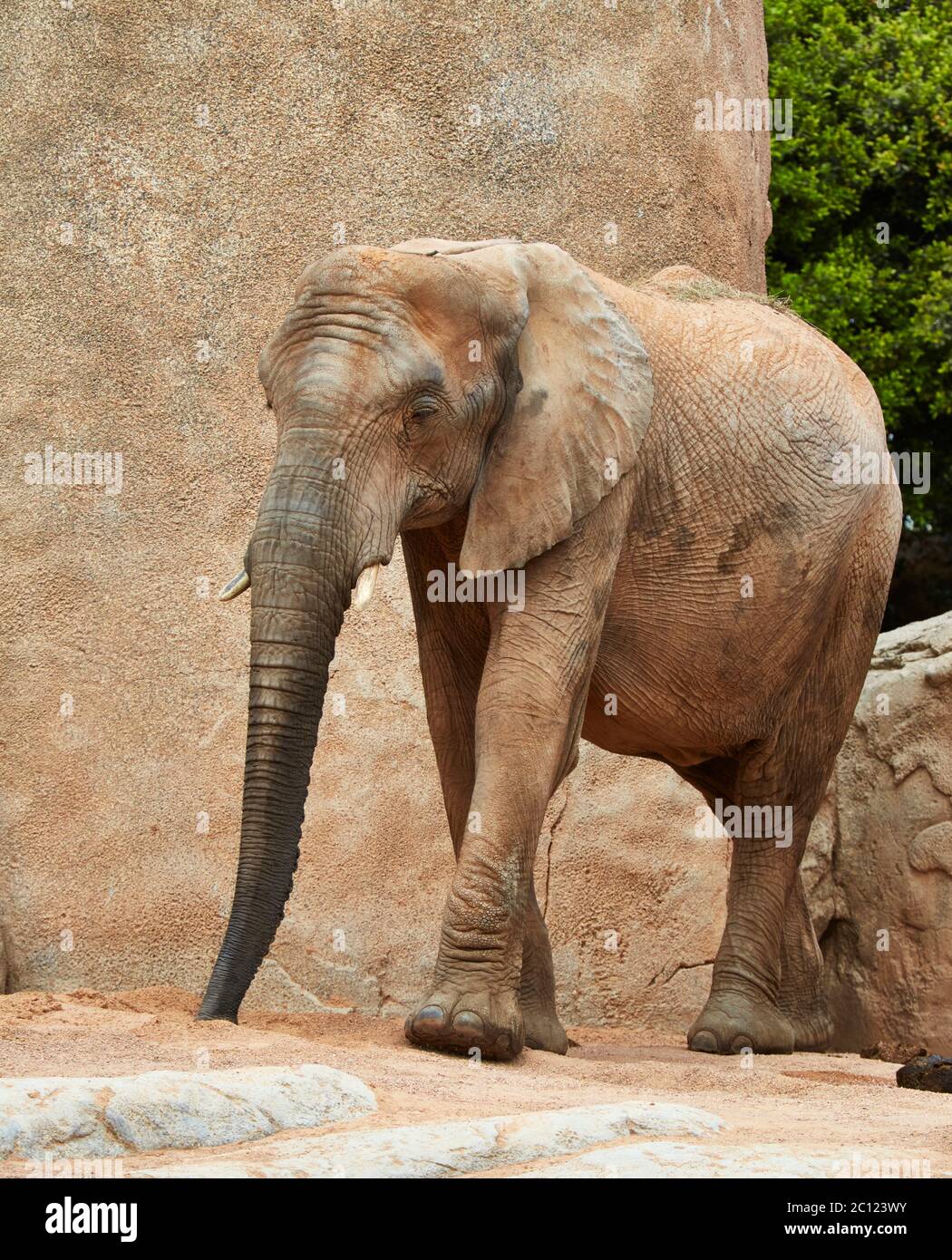 Elefante arbusto africano (Loxodonta africana), Bioparc, Valencia, España. Foto de stock