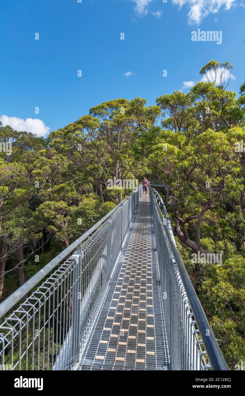 Valley of the Giants Tree Top Walk, Parque Nacional Walpole-Nornalup, cerca de Dinamarca, Australia Occidental, Australia Foto de stock
