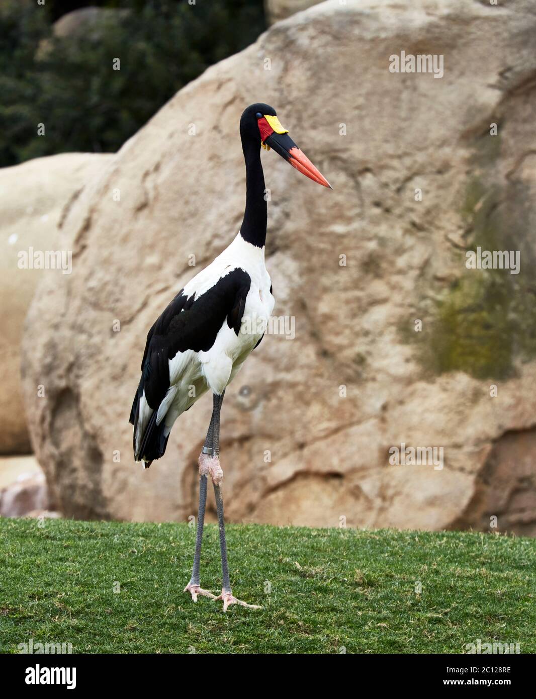 Caballete facturó stork (Ephippiorhynchus senegalensis) Foto de stock