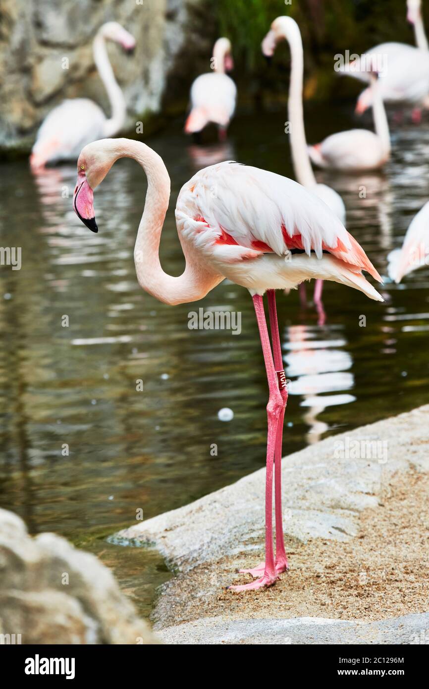 Gran Flamingo parado junto al agua, Bioparc, Valencia, España. Foto de stock