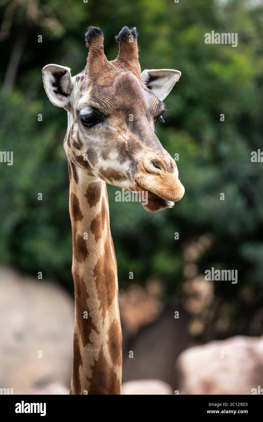 Giraffe (Giraffa) cabeza y cuello, Bioparc, Valencia, España. Foto de stock