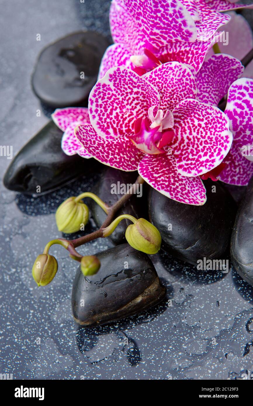Fondos de pantalla de orquídeas fotografías e imágenes de alta resolución -  Alamy