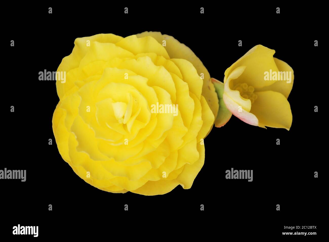 Begonia negra fotografías e imágenes de alta resolución - Alamy
