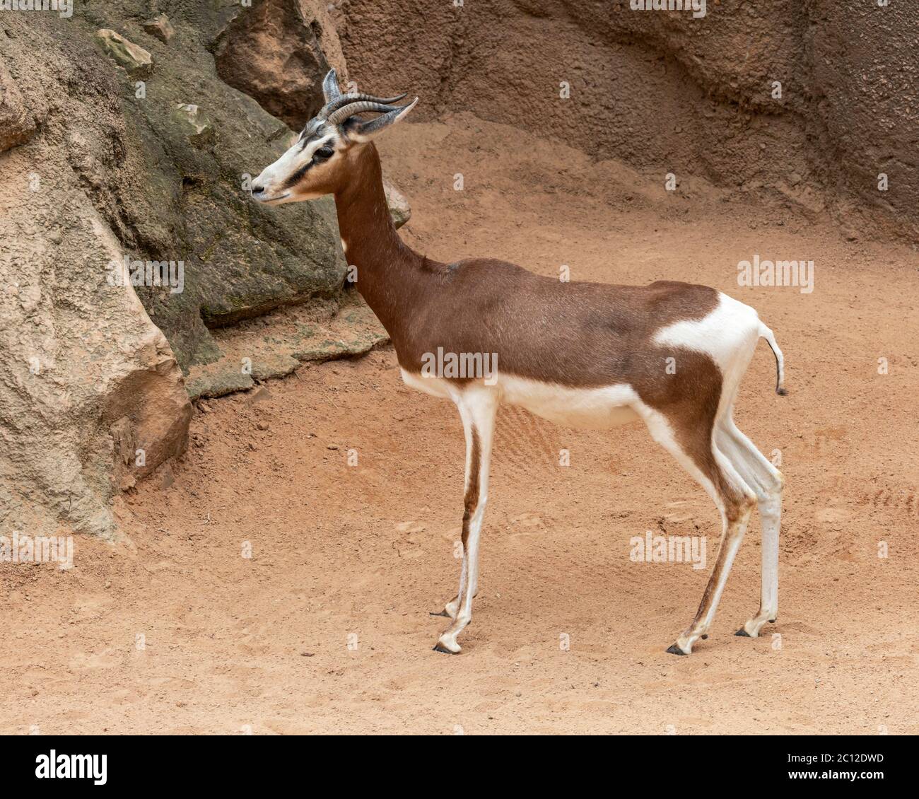 Nanger Dama Gazelle ahora extinguida en la naturaleza, Bioparc, Valencia, España. Foto de stock