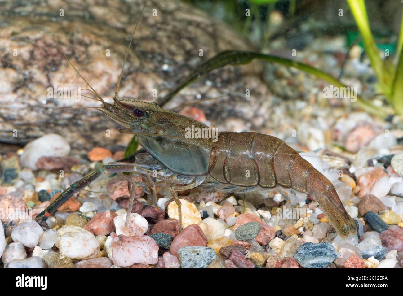 Camarones de agua dulce fotografías e imágenes de alta resolución Alamy