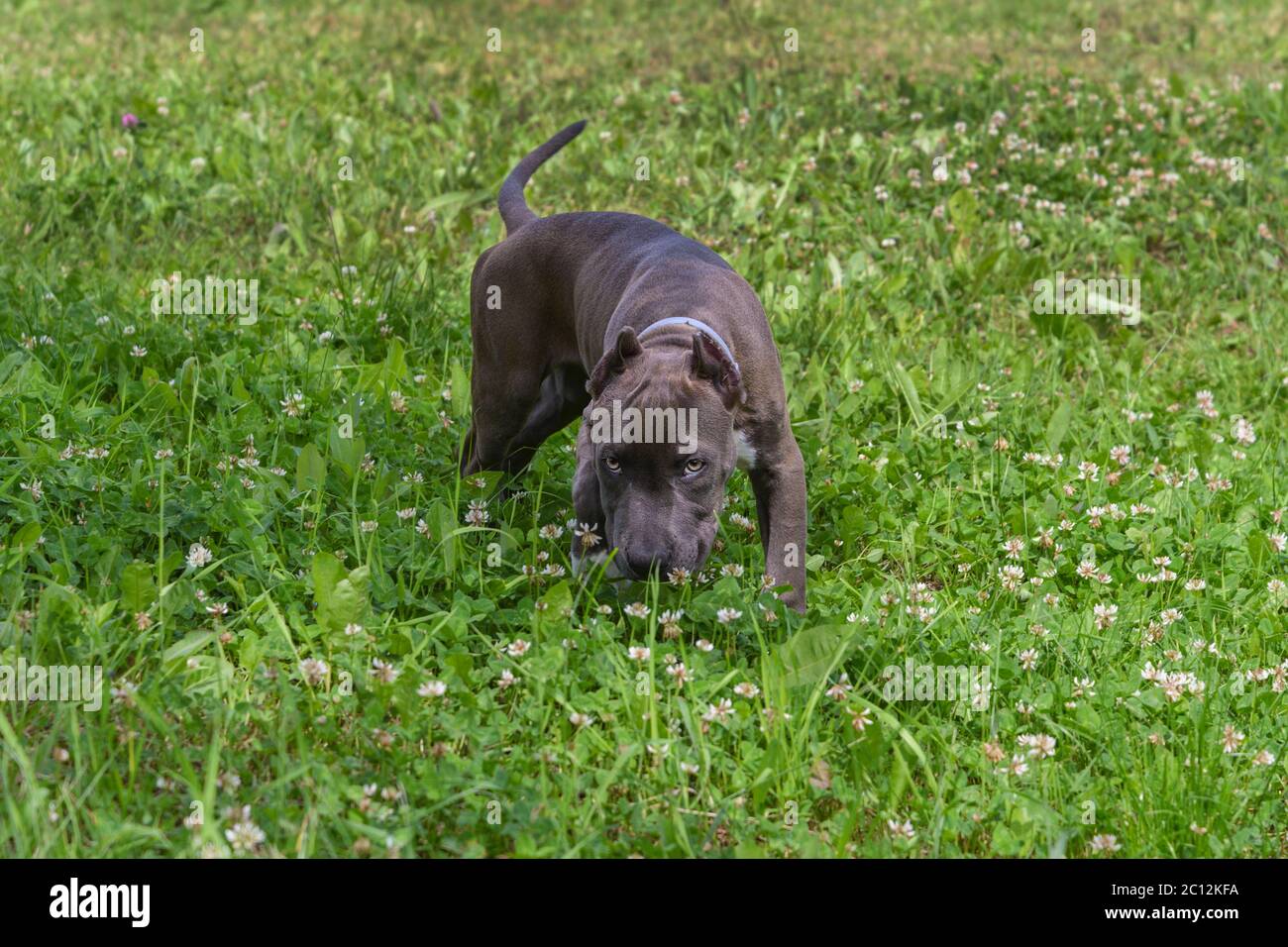 Hermoso cachorro americano Staffordshire Terrier en el prado Foto de stock