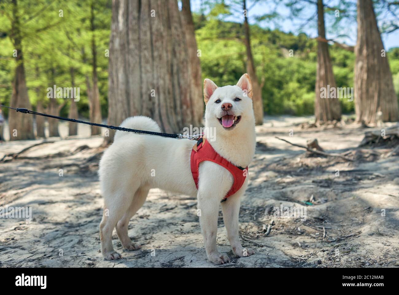 Shiba inu blanco en la naturaleza Fotografía de stock - Alamy