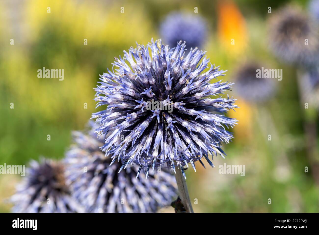 Echinops rito una planta herbácea azul verano otoño perenne flor planta comúnmente conocida globo cardo Foto de stock