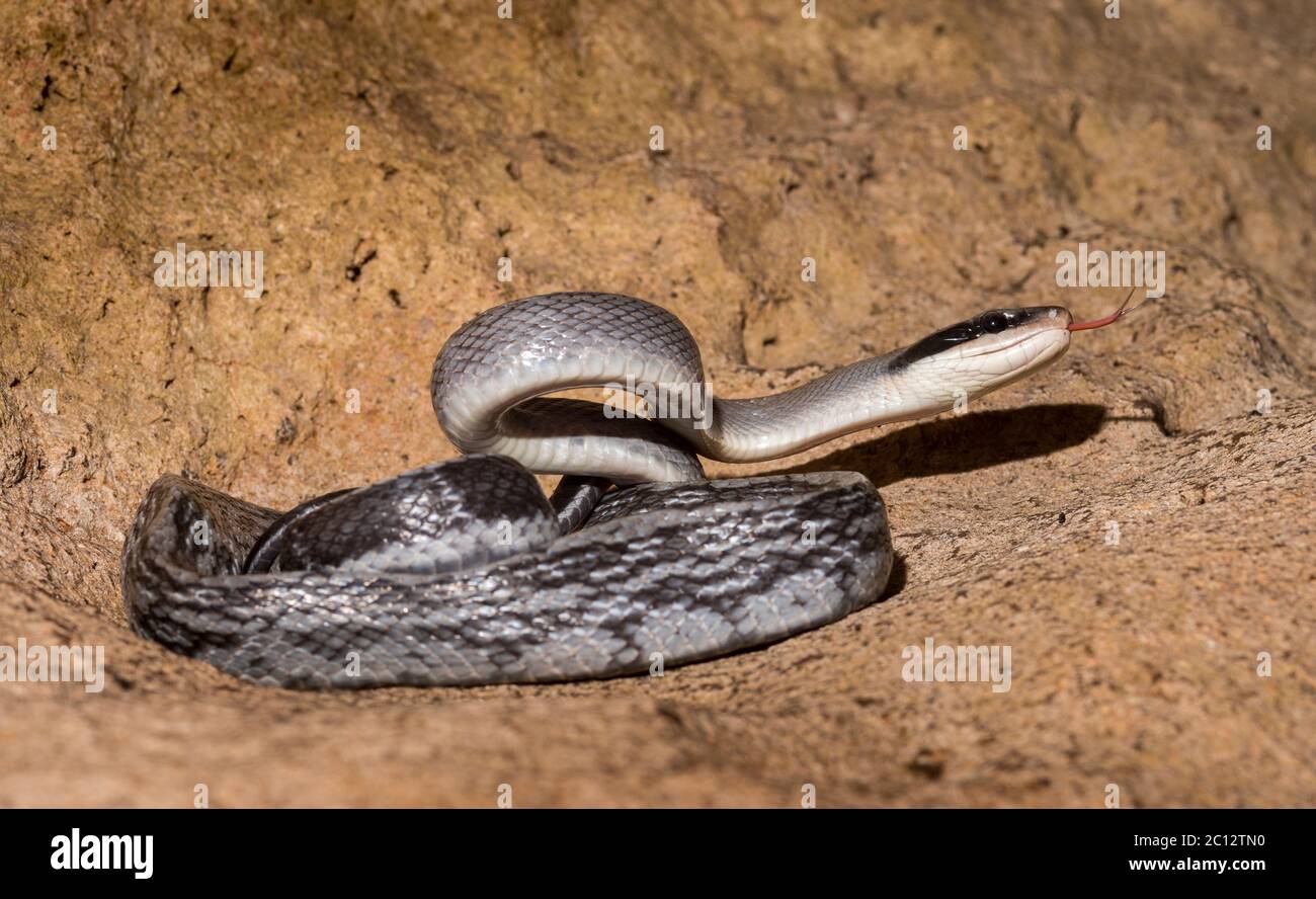 Cave Racer Snake, Racer Cave, Mulu, Malasia Foto de stock