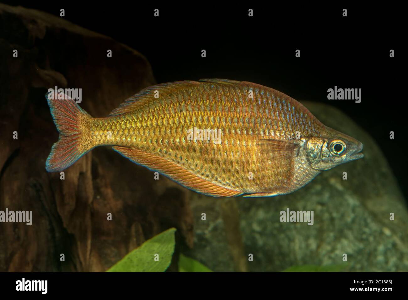 Retrato de peces arcoiris (Melanotaenis) en el acuario Foto de stock