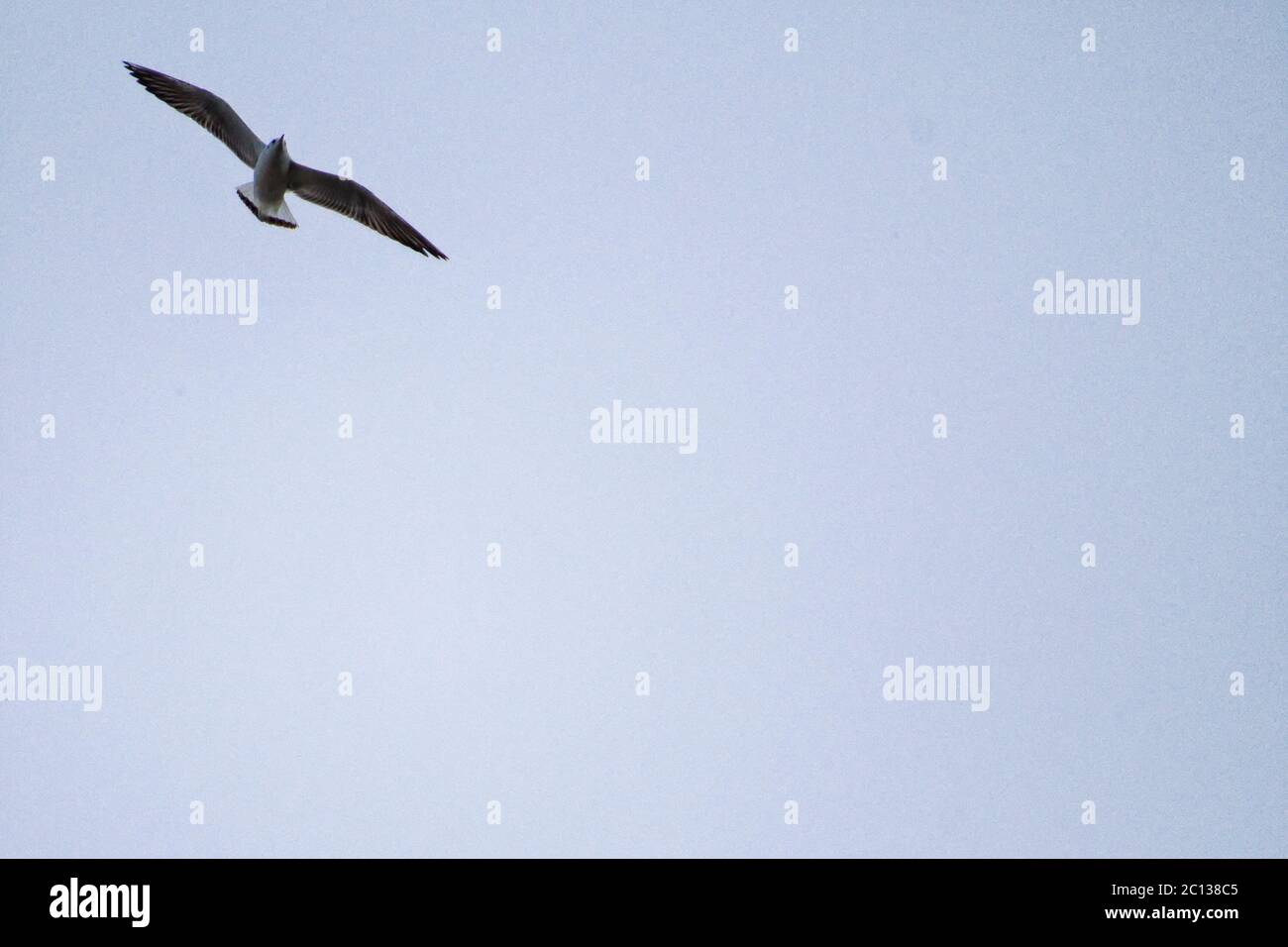 Gaviota volando en un cielo abierto Foto de stock