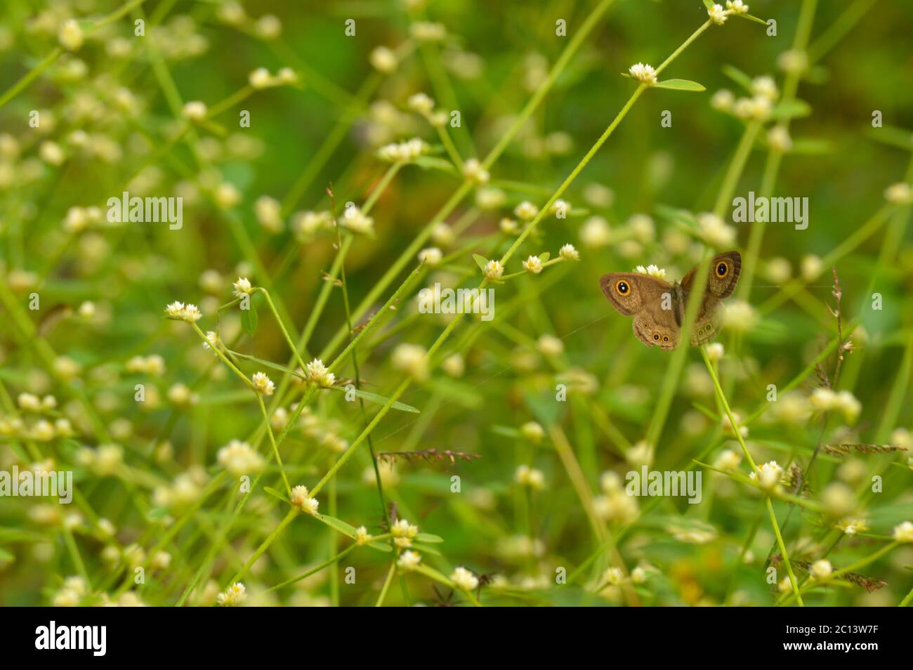 mariposa en la planta con algunas partes en foco Foto de stock
