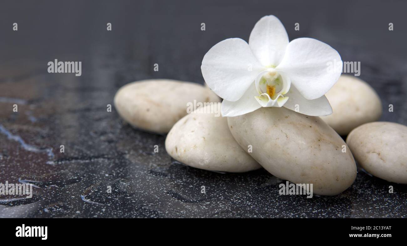 Flores de orquídeas y piedras blancas. Foto de stock