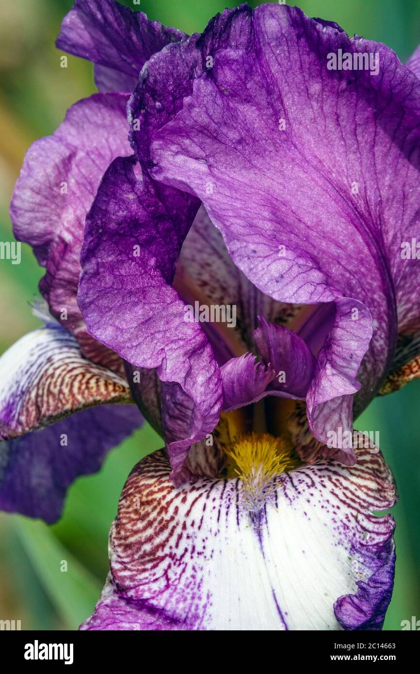 Flor lila lila de color lila con barba alta 'Bazarok' Foto de stock