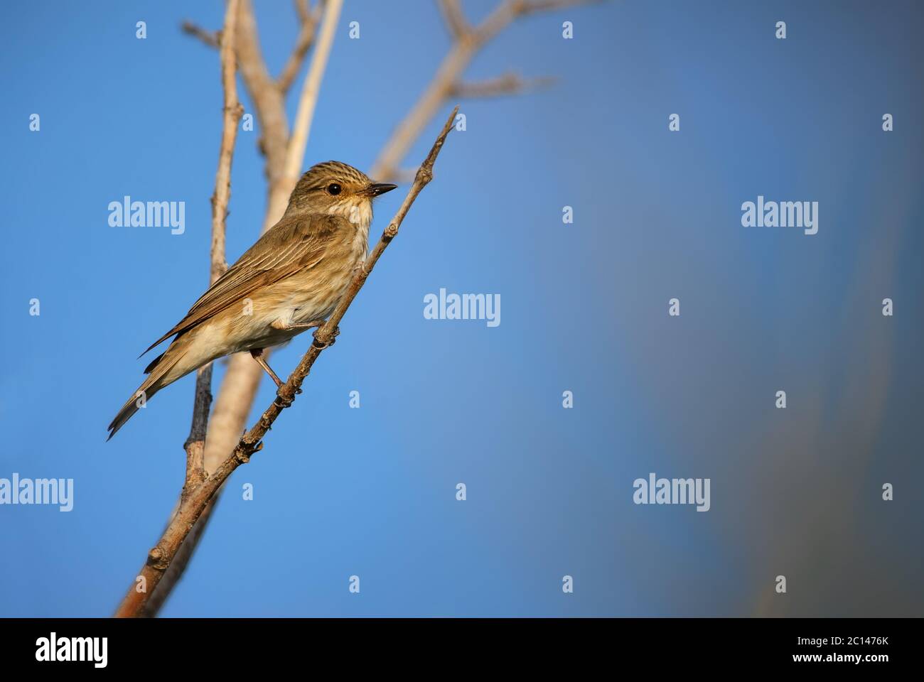 Flycatcher moteado - Muscicapa striata, tímido pájaro percecillo de los bosques europeos, isla Pag, Croacia. Foto de stock