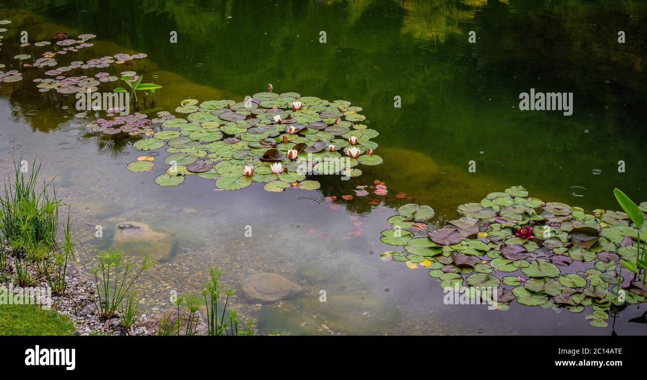 jardín estanque con lirios de agua en el sur de Tirol, norte de Italia, Europa Foto de stock