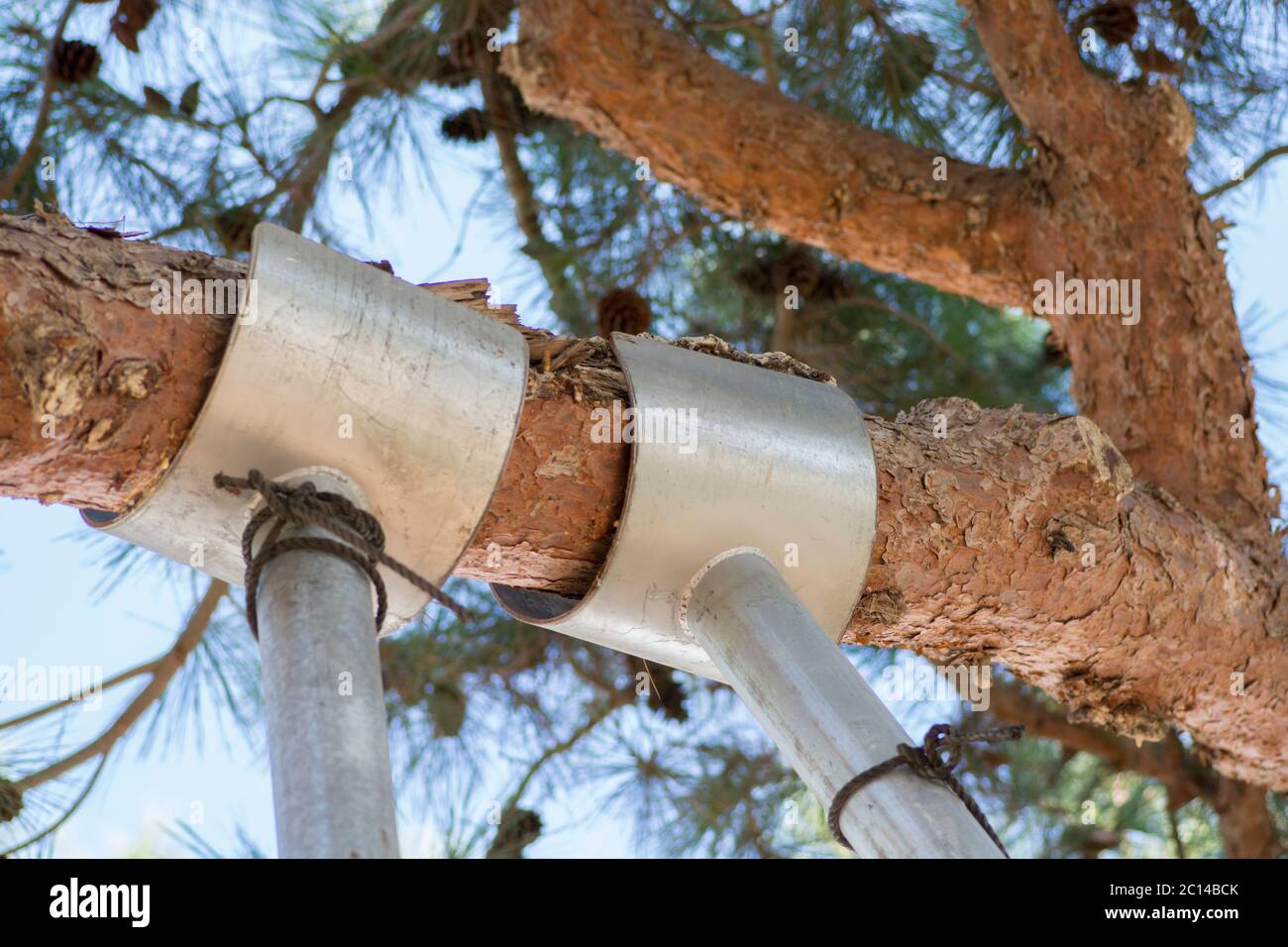 Soporte de árbol Ramas de pino que son apoyadas por postes de metal