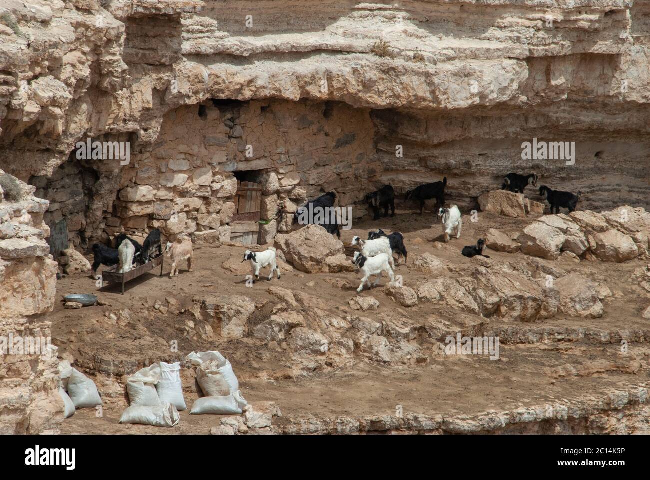 Los beduinos que vivían en cuevas naturales, cerca de Petra, Jordania Foto de stock