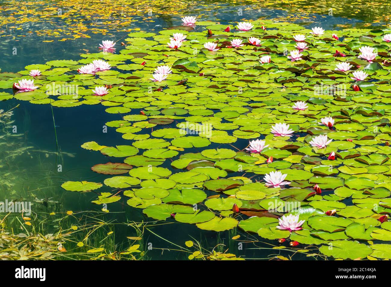 Lirios de agua Nymphaea sp. Cubrir la superficie de un estanque de agua  dulce. Los lirios de agua están arraigados en el suelo mientras que las  hojas y las flores flotan en