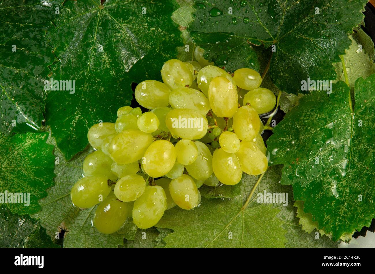 Uvas mojadas con gotas de agua sobre un fondo de hojas de cerca Foto de stock