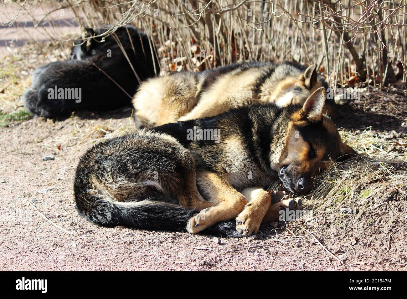 Varios perros callejeros duermen en el parque y toman el sol en la primavera. Foto de stock
