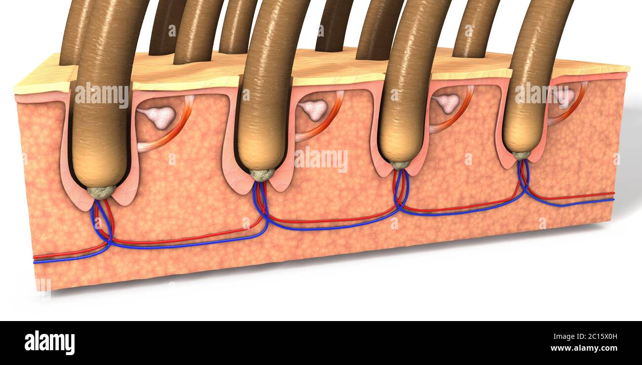 Parte de la piel con una sección transversal de la piel humana con el  folículo piloso o raíces, rojo y azul de los vasos sanguíneos, la  ilustración de la función anatómica Fotografía
