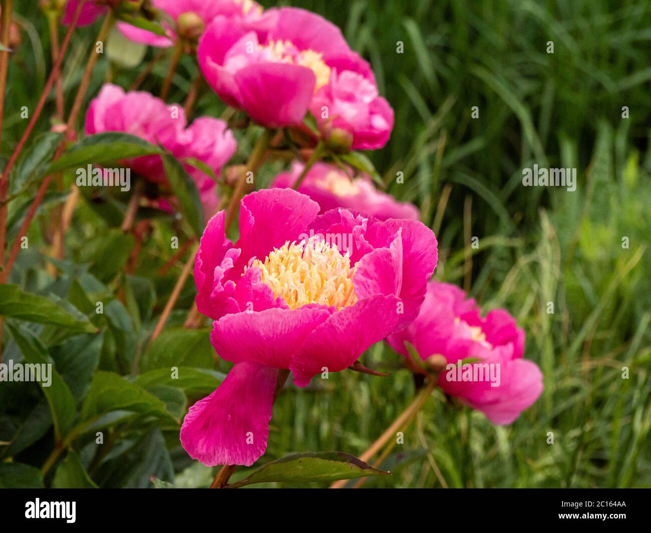 Hermosa flor de peonía con pétalos rosados y estambres amarillos, variedad Paeonia lactiflora largo Foto de stock