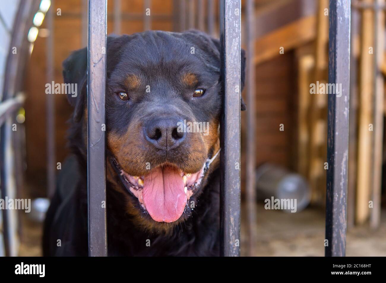 Perro Rottweiler retrato dentro de una perrera, raza grande de perro  doméstico Fotografía de stock - Alamy