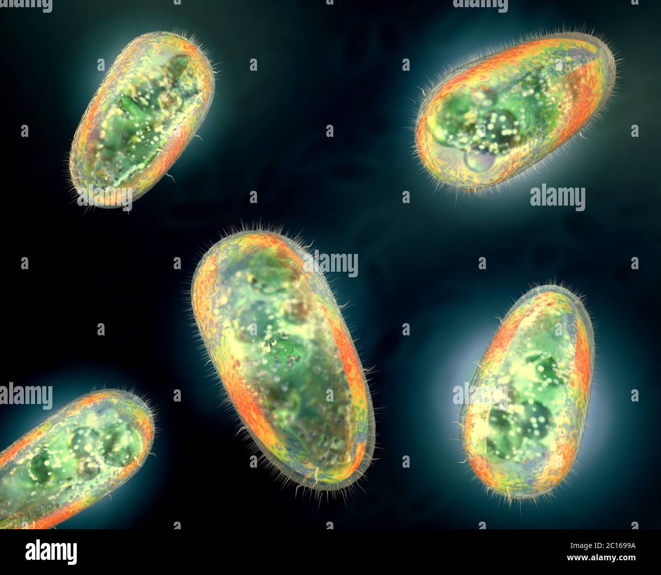 Ilustración 3D de transparentes y coloridos protozoos u organismo unicelular Foto de stock