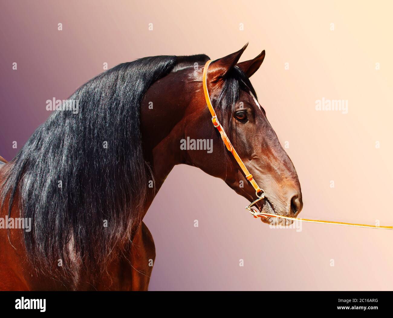 Retrato de bahía andaluz stallion en fondo degradado Foto de stock