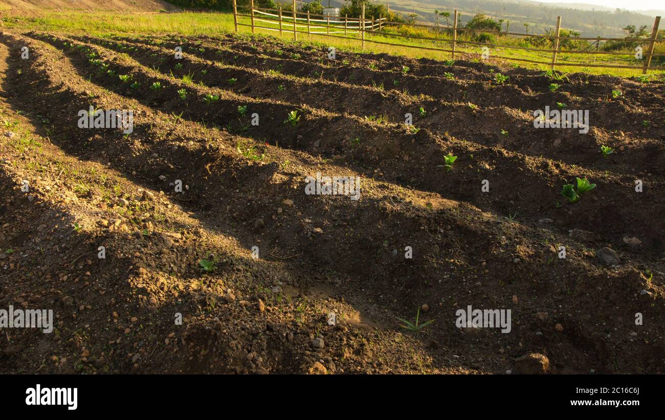 Aproximación a un campo plantado con pequeñas plantas en las ranuras marcadas en el suelo iluminado con luz amarilla al amanecer Foto de stock