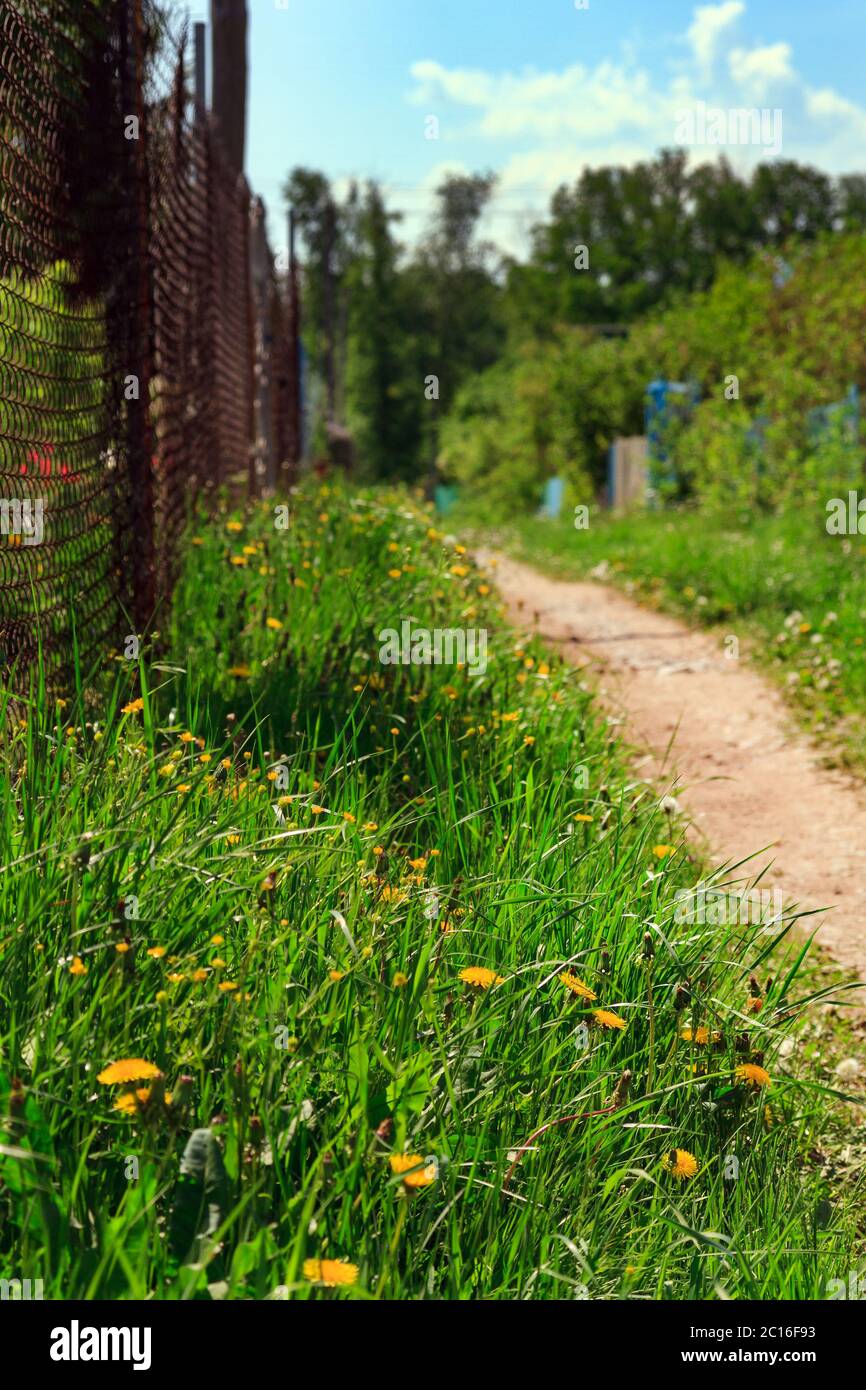 vista del sendero, valla de hierro y hierba verde con dientes de león en un día soleado, enfoque selectivo Foto de stock