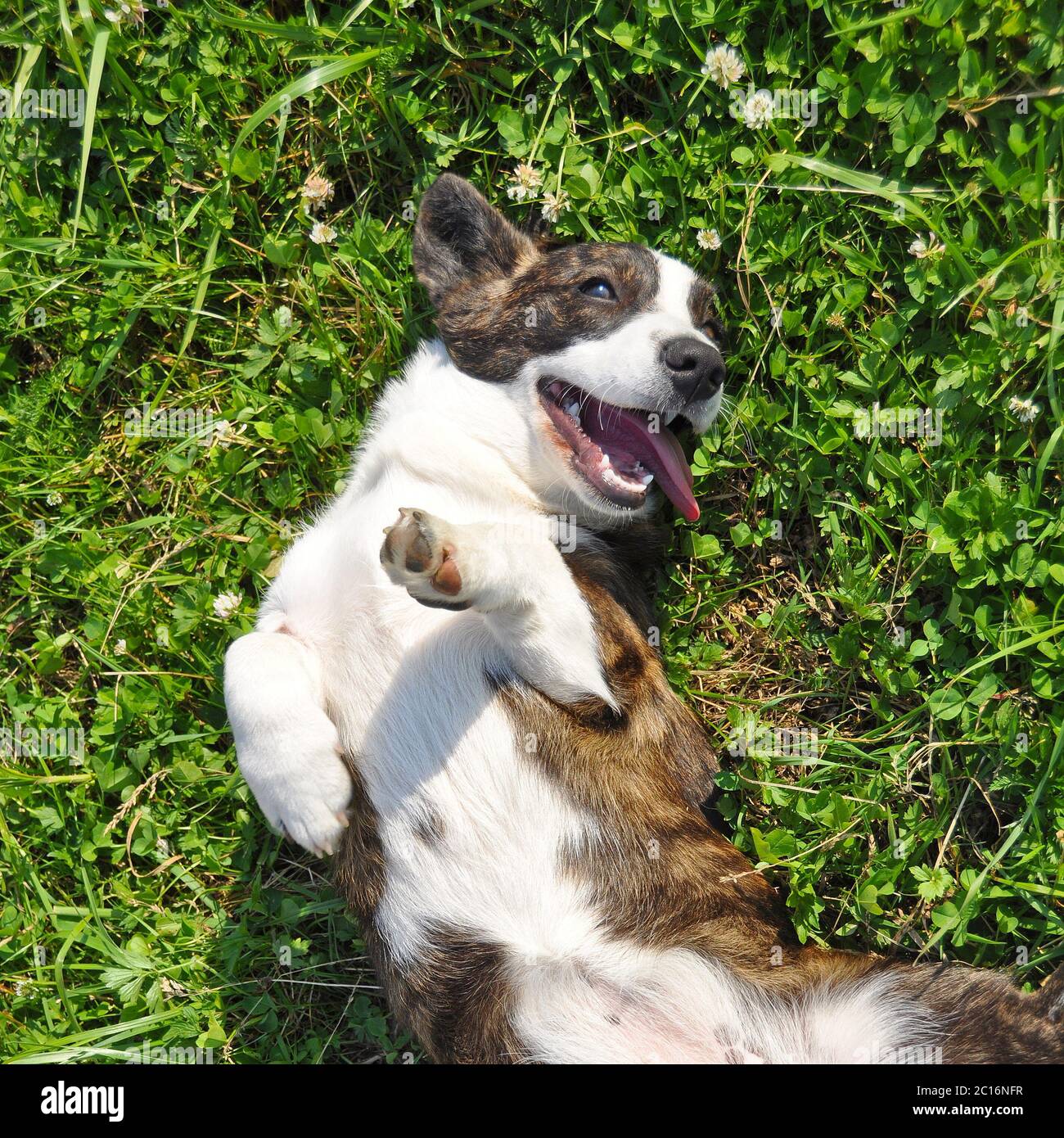 Galés Cardigan Corgi perro superior vista en la hierba Foto de stock