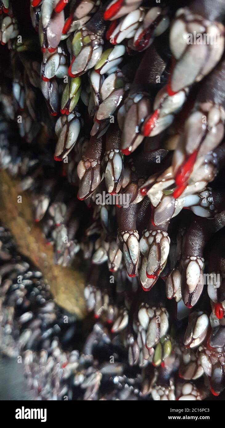 Cierre de percebes de ganso vivos adheridos a las rocas Foto de stock