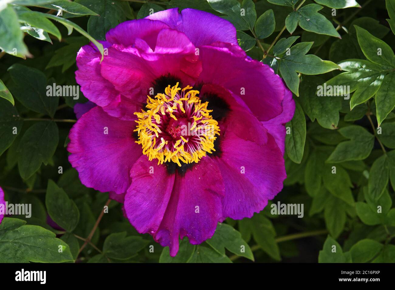 Centro amarillo y violeta fotografías e imágenes de alta resolución - Alamy