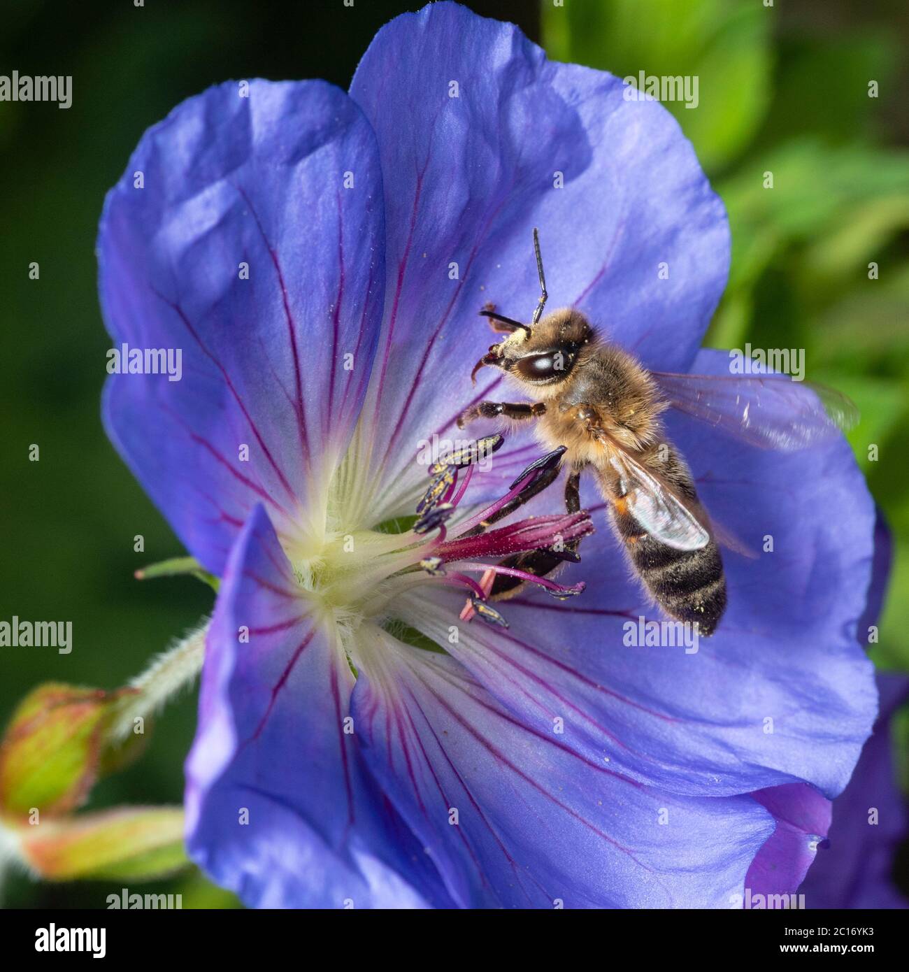 Abeja melífera británica, Apis mellifera, trabajador de aterrizaje para alimentarse del néctar de Geranium 'Azure Rush Foto de stock