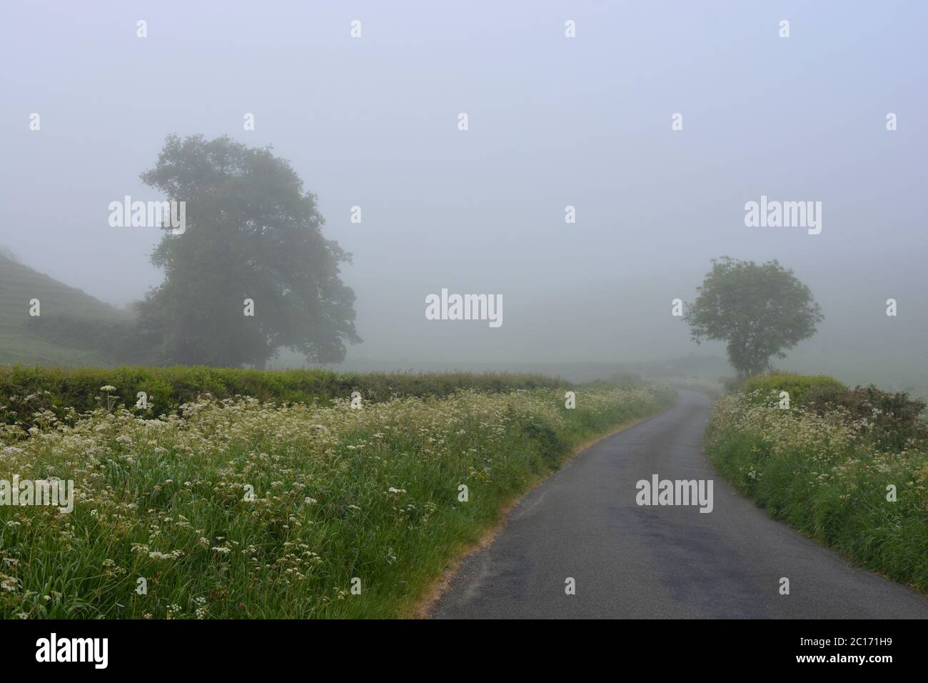Carril del país a finales de la primavera, entre Oborne y Poyntington, Sherborne, Dorset, Inglaterra Foto de stock