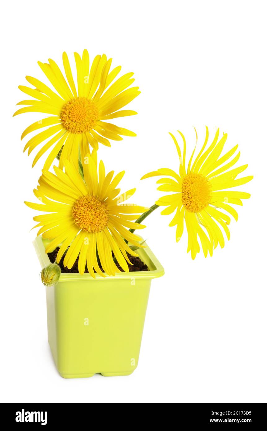 Margaritas amarillas en una maceta de flores Fotografía de stock - Alamy