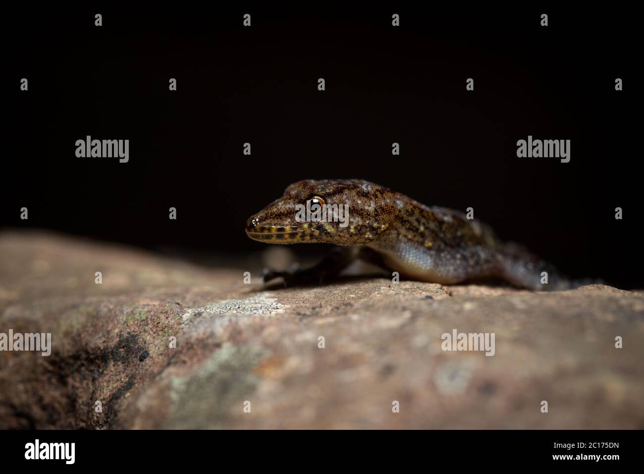 Cnemaspis girii gecko, Kaas, Maharashtra, India Foto de stock