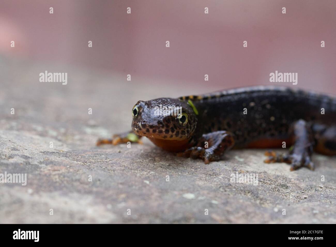 Alpino newt Ichthyosauria alpestris Amphibian Orange Belly Foto de stock