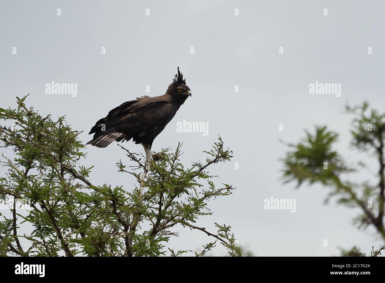 Águila coronada águila coronada águila africana halcón Stephanoaetus