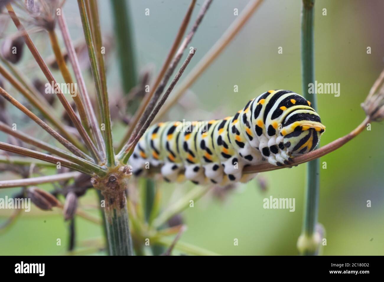 Papilio machaon Antiguo Mundo mariposa de cola de cisne Papilionidae amarillo Caterpillar Retrato Macro Foto de stock