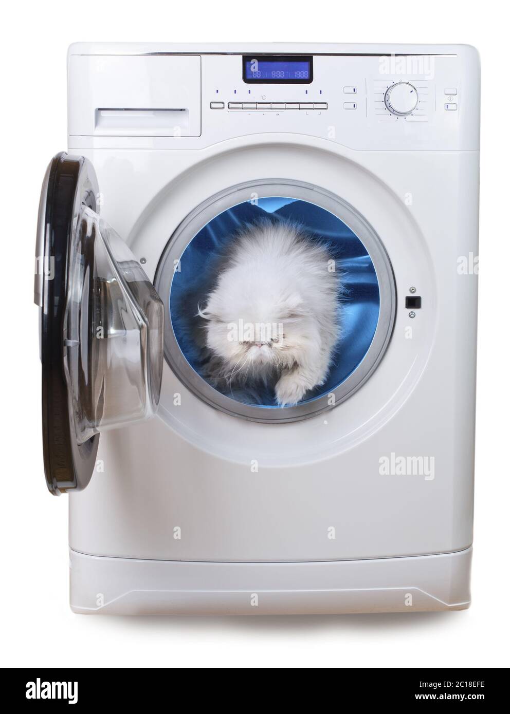 Gato persa blanco, símbolo de pureza, dentro de la lavadora de ropa Foto de stock