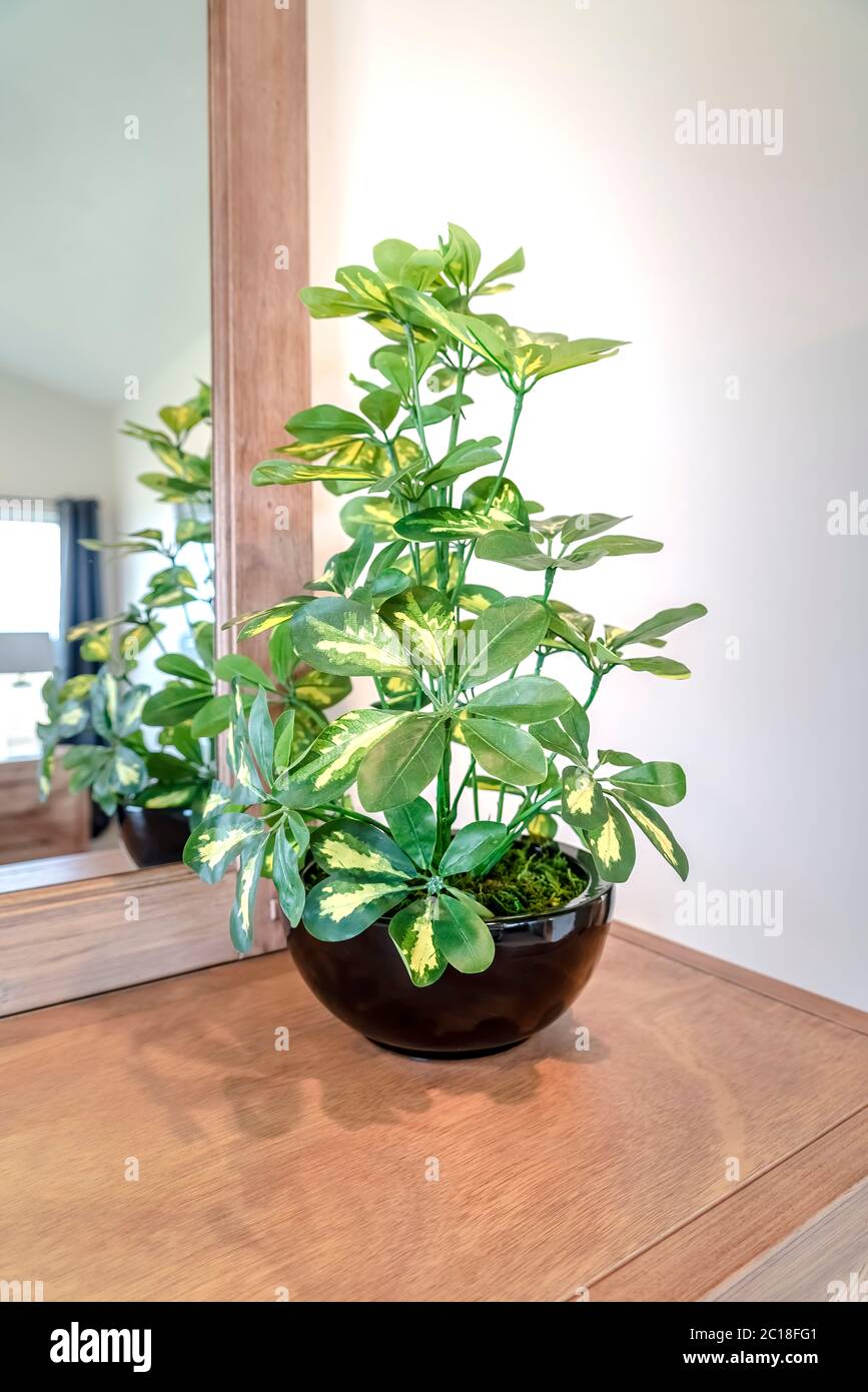 Planta ornamental en maceta sobre el mueble de tocador contra espejo y  pared blanca Fotografía de stock - Alamy