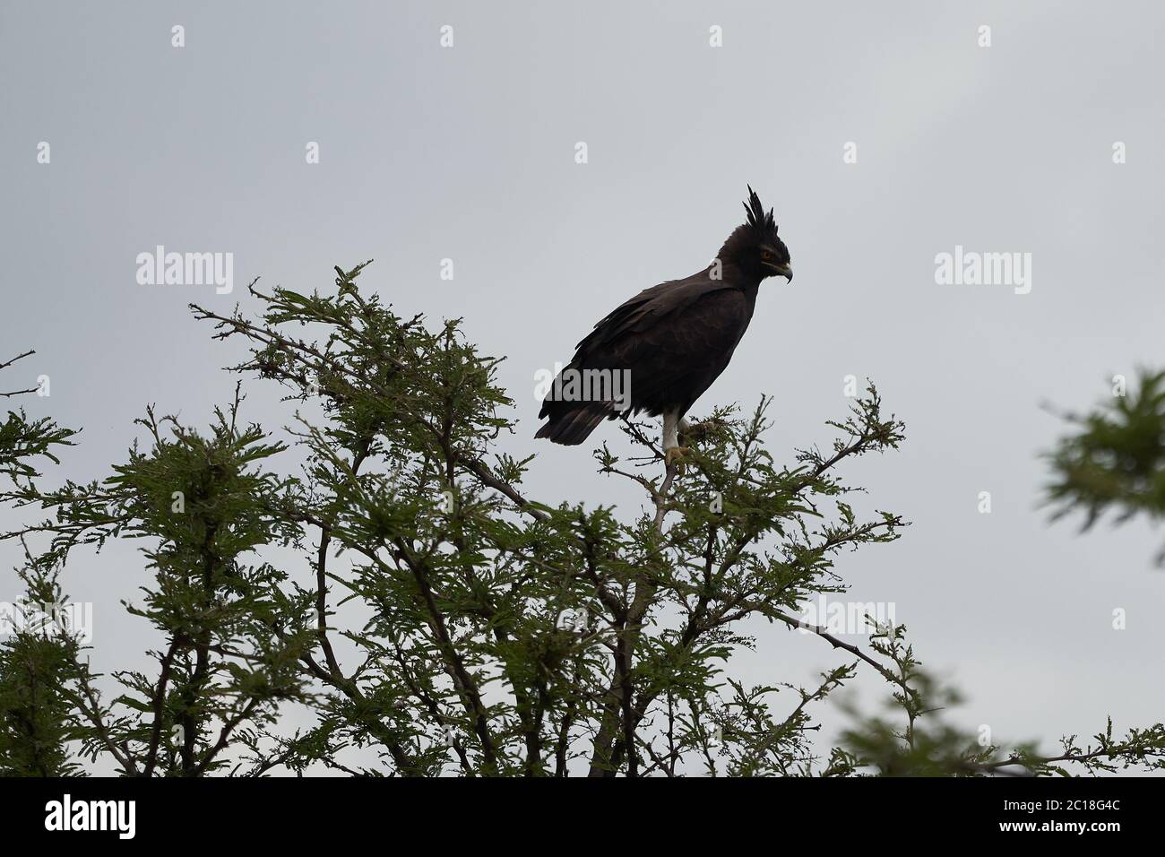 Águila Coronada Africana Fotos e Imágenes de stock Alamy