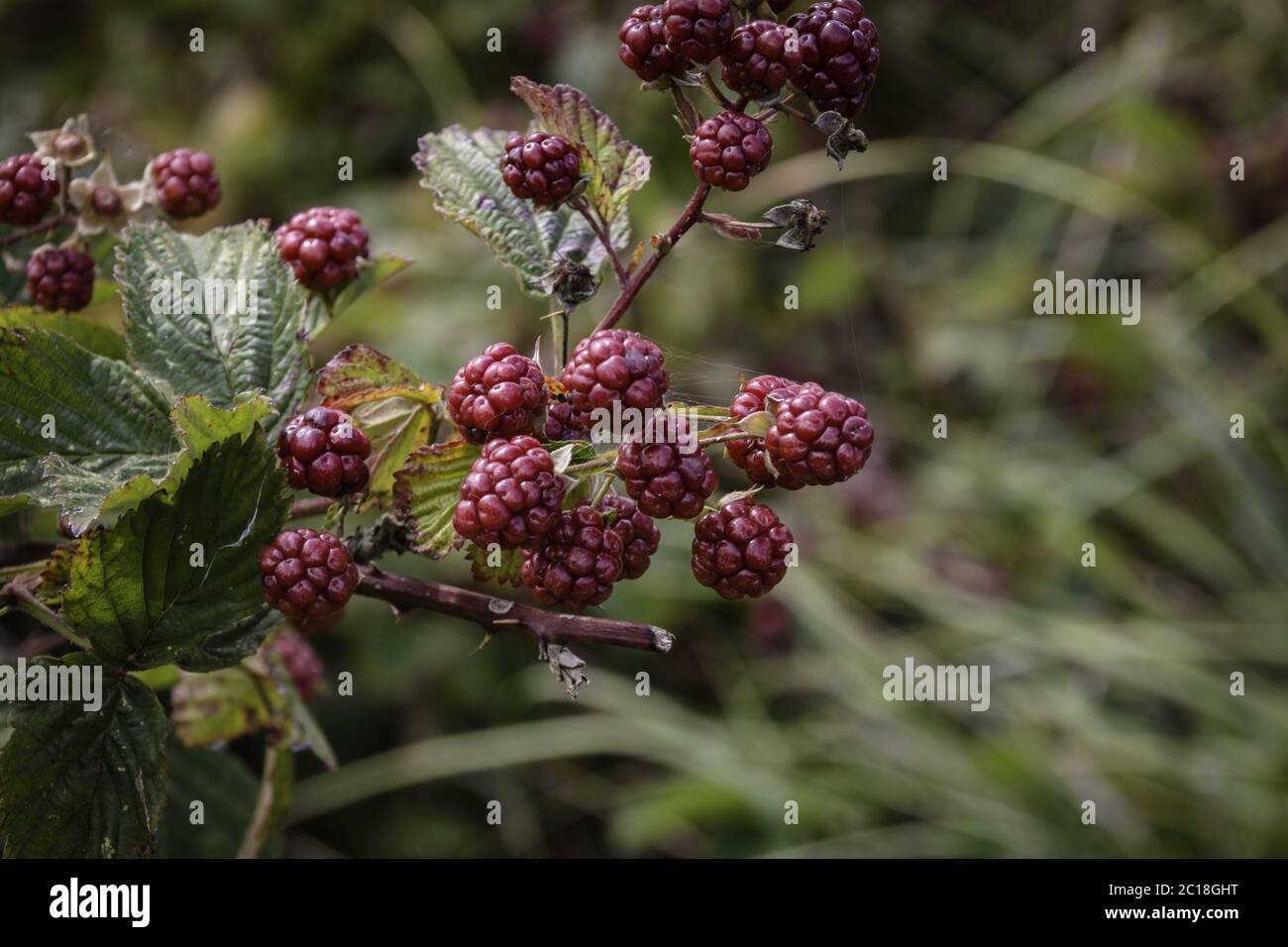 Moras, frutas madurantes Foto de stock